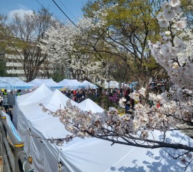 금호산벚꽃축제